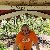 Sinan, 60, Calca